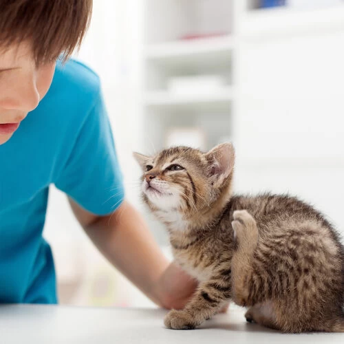 Beaphar Fiprotec Spray - Image 4