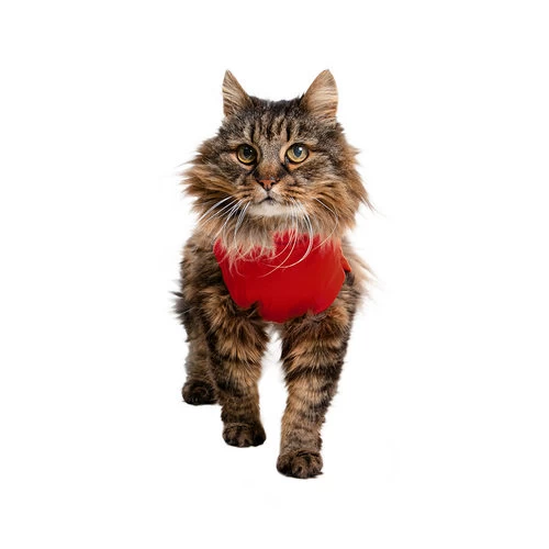 Medical Pet Shirt Katze - Image 3